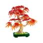 Preview: 10348 | Japanese Red Maple Bonsai Tree