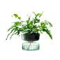 Preview: L.S.A. | G1579-22-161 | Canopy Self Watering Planter Vase 22cm