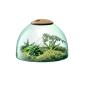Preview: L.S.A. | G1580-22-161 | Canopy Closed Garden 22cm