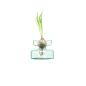 Preview: L.S.A. | G1581-10-161 | Canopy Vase/Bulb Planter 10cm