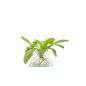 Preview: L.S.A. | G1584-09-161 | Canopy Vase 9.5cm