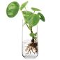 Preview: L.S.A. | G1672-17-139 | Market Bud Vase H17,5 cm Clear
