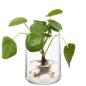 Preview: L.S.A. | G1672-18-139 | Market Vase/Lantern H17,5 cm Clear