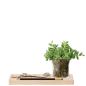 Preview: L.S.A. | G1675-00-301 | Plateau Planter Set L28 cm Clear/Ash/Cork *