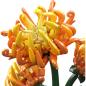Preview: 24118 | Chrysanthemum