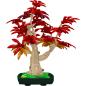 Preview: 24122 | Red Maple Bonsai