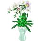 Preview: 24123 | White Butterfly Orchid