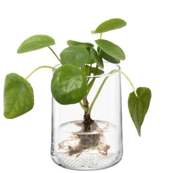 L.S.A. | G1672-18-139 | Market Vase/Lantern H17,5 cm Clear