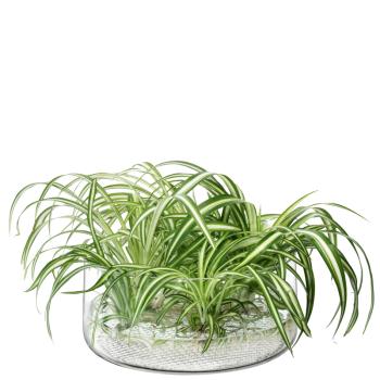 L.S.A. | G1674-28-139 | Market Planter/Bowl H11,5 cm Clear