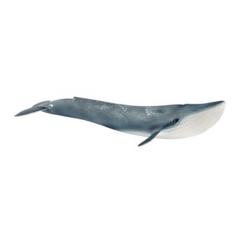 14806 | Blue Whale