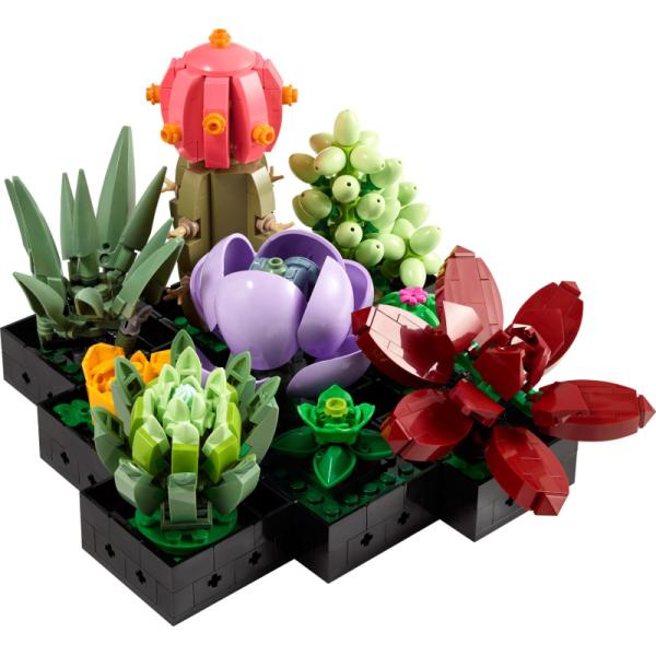 10309 | Succulents