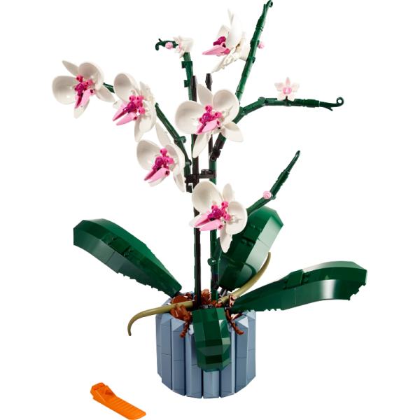 10311 | Orchid