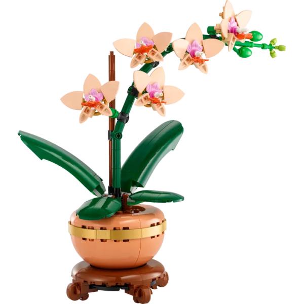 10343 | Mini Orchid
