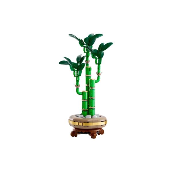 10344 | Lucky Bamboo