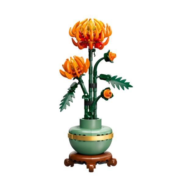 10368 | Chrysanthemum