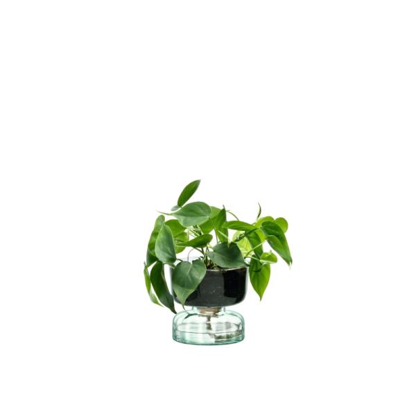 L.S.A. | G1579-13-161 | Canopy Self Watering Planter Vase 13cm