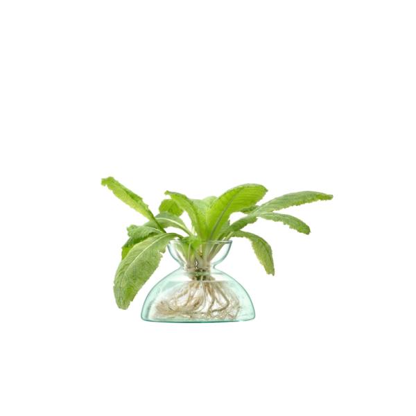 L.S.A. | G1584-09-161 | Canopy Vase 9.5cm