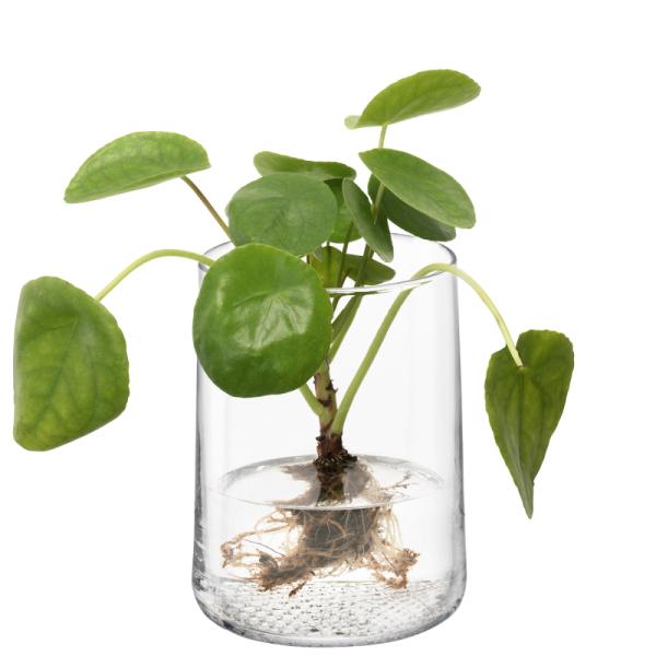 L.S.A. | G1672-18-139 | Market Vase/Lantern H17,5 cm Clear