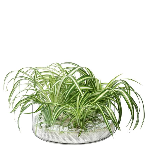 L.S.A. | G1674-28-139 | Market Planter/Bowl H11,5 cm Clear