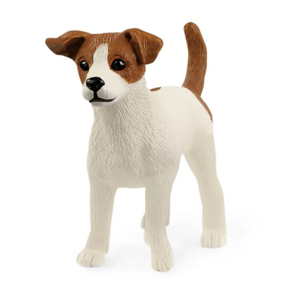 13916 | Jack Russell Terrier