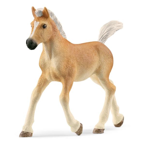 13951 | Haflinger Foal