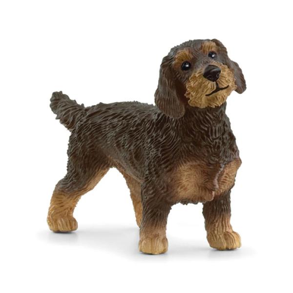 13972 | Wire-Haired Dachshund