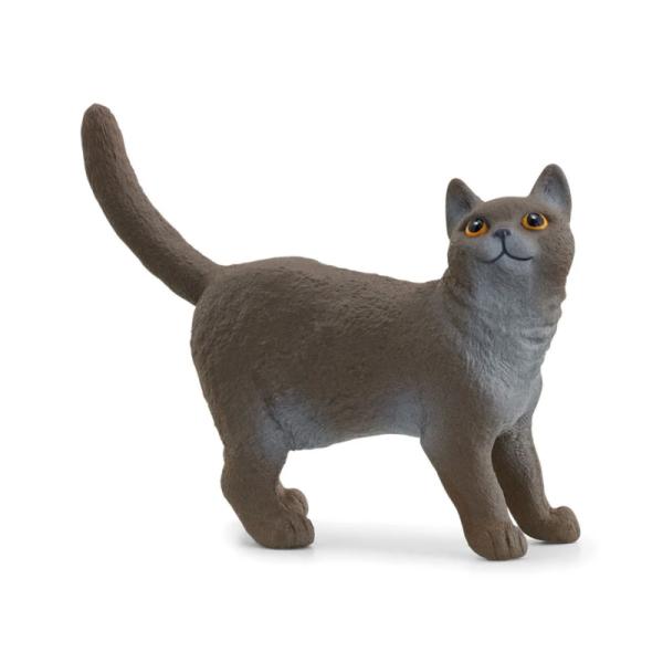 13973 | British Shorthair Cat