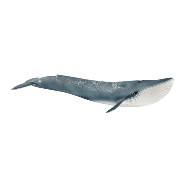 14806 | Blue Whale