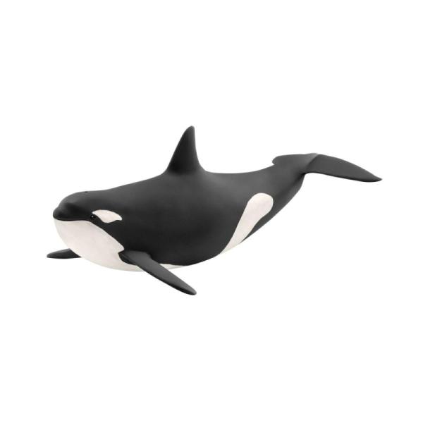 14807 | Killer Whale