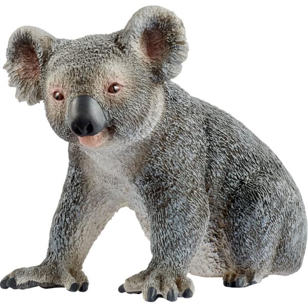 14815 | Koala