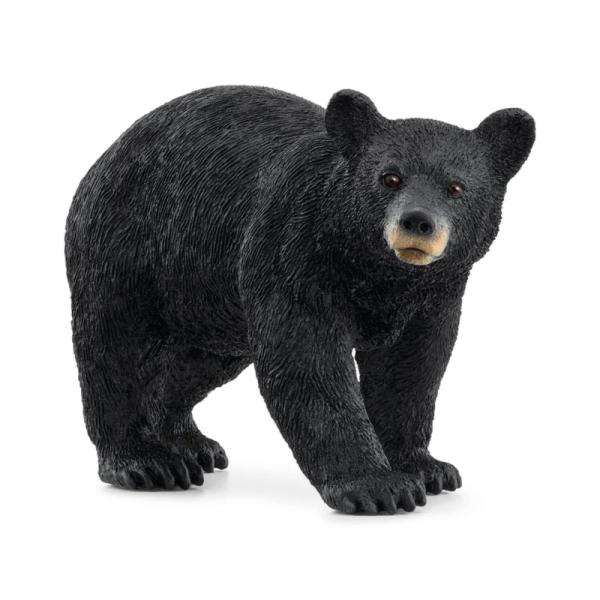 14869 | American Black Bear