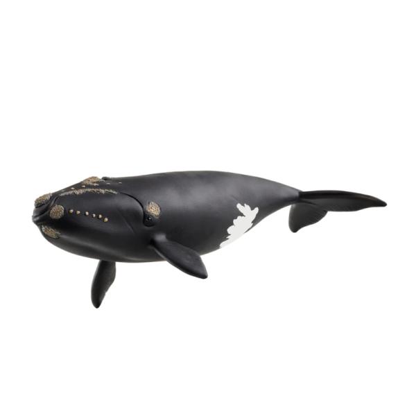14878 | North Atlantic Right Whale