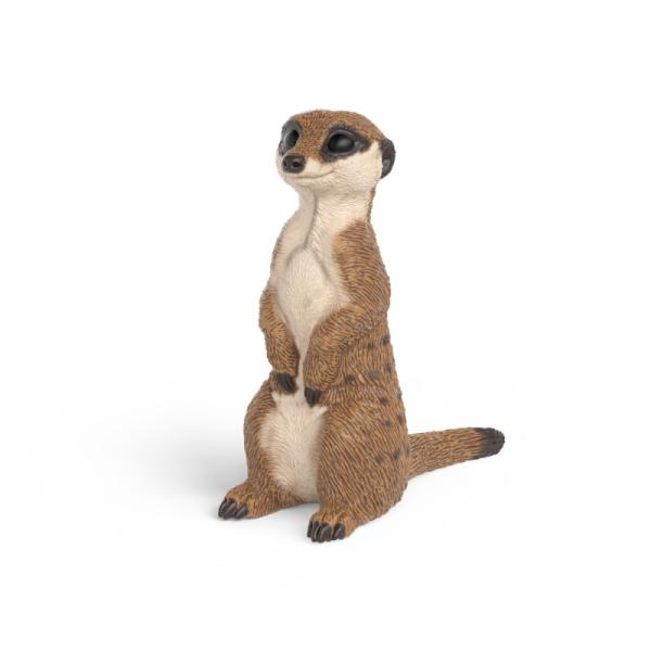 14935 | Meerkat