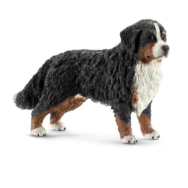 16397 | Bernese Mountain Dog, Female